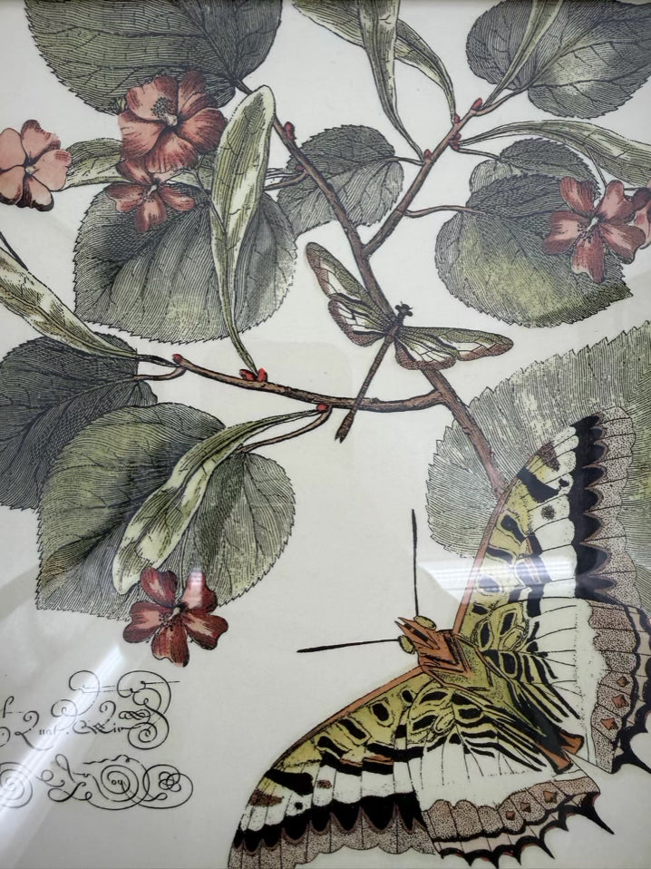 Butterfly Framed Pair Of Prints In Antique Wood Frames