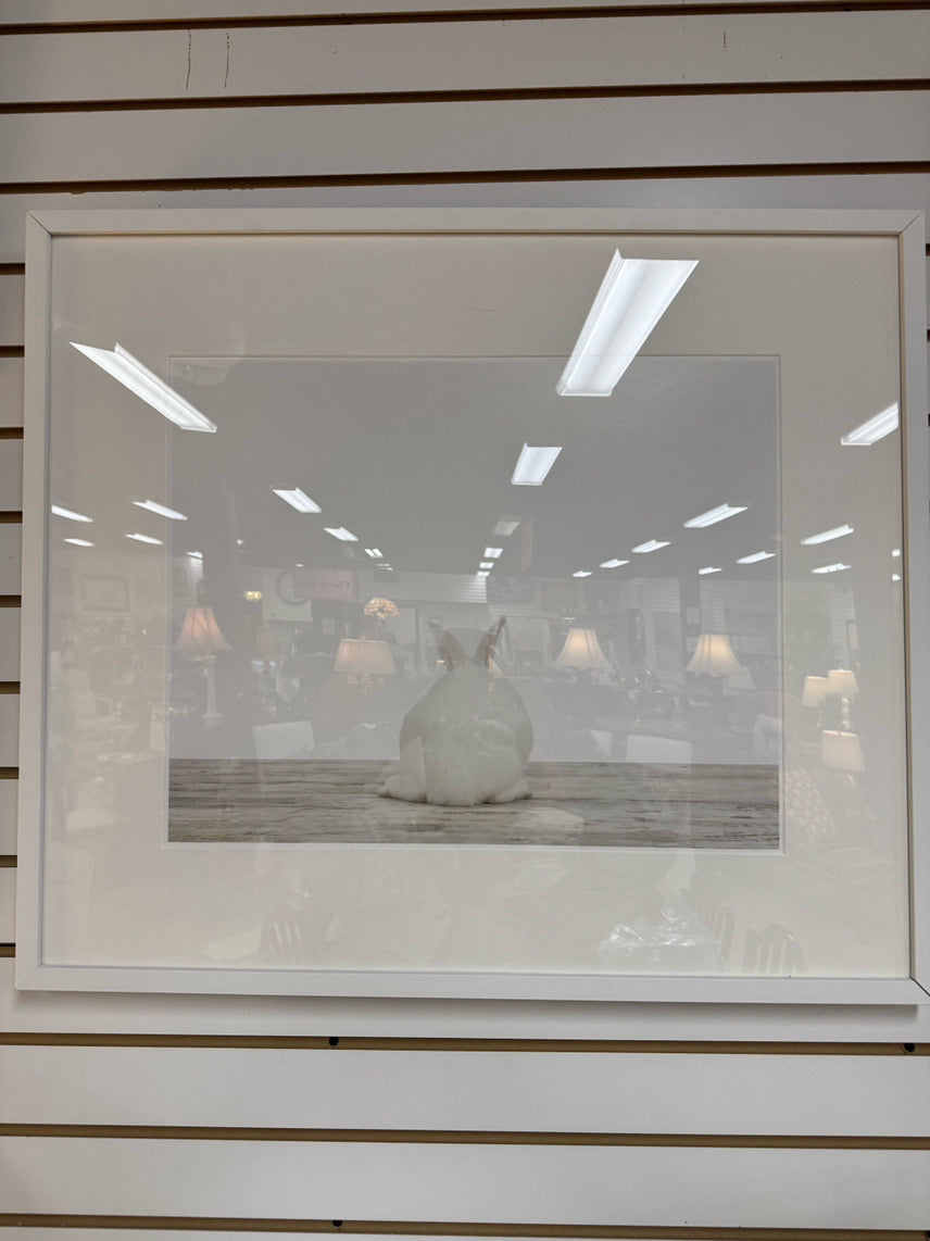 SHARON MONTROSE "Baby Bunny No. 3" Print in White Frame