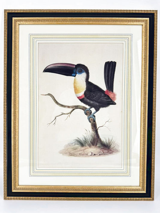 CHELSEA HOUSE SYD EDWARDS Toucan Print in Gold & Black Frame