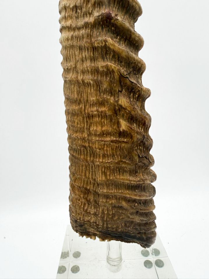 Horn On Clear Lucite Base