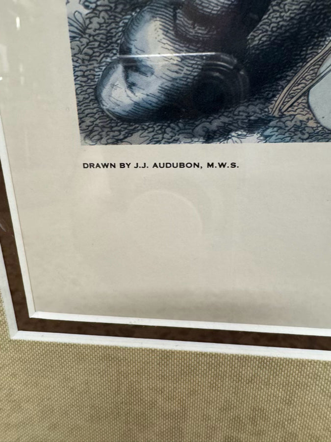 AUDUBON "Wild Turkey" Engraving in Brown Frame