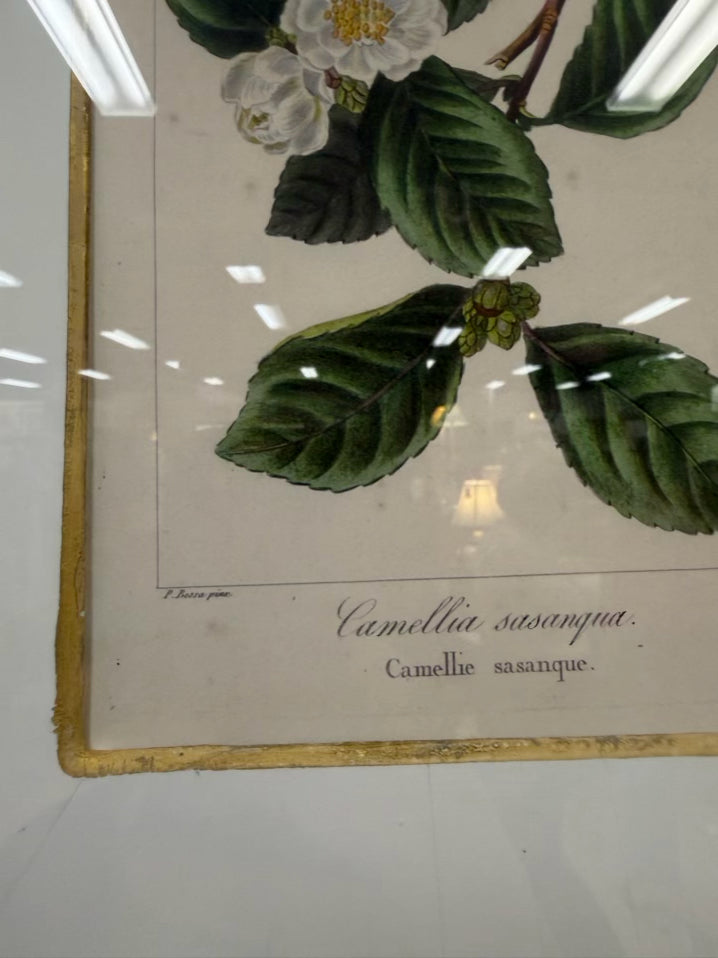 TROWBRIDGE Green & White Flower Botanicals Set Of 6 Framed Prints