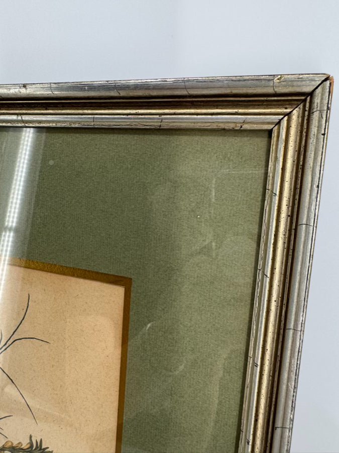 AUDUBON "Meadow Lark" Engraving in Green Mat & Silver Frame