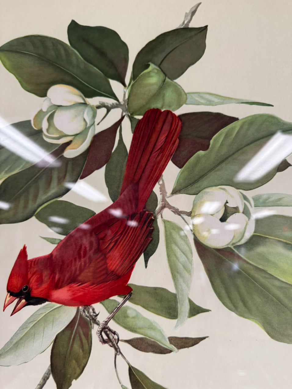 ROGER TORY PETERSON Pair of Birds Paintings in Gold & Wood Frames