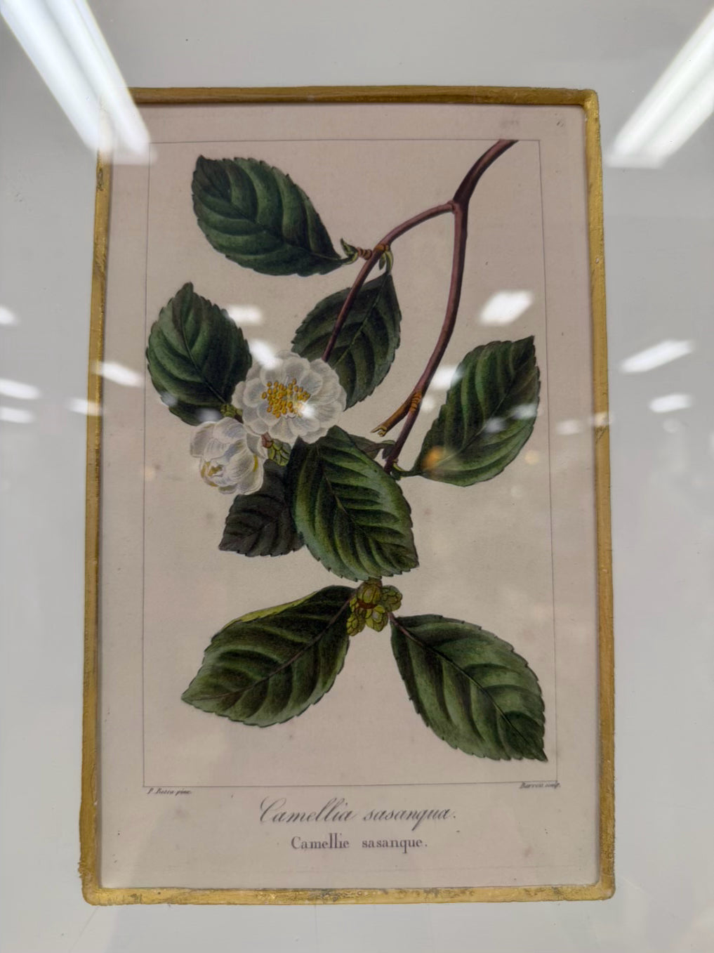 TROWBRIDGE Green & White Flower Botanicals Set Of 6 Framed Prints