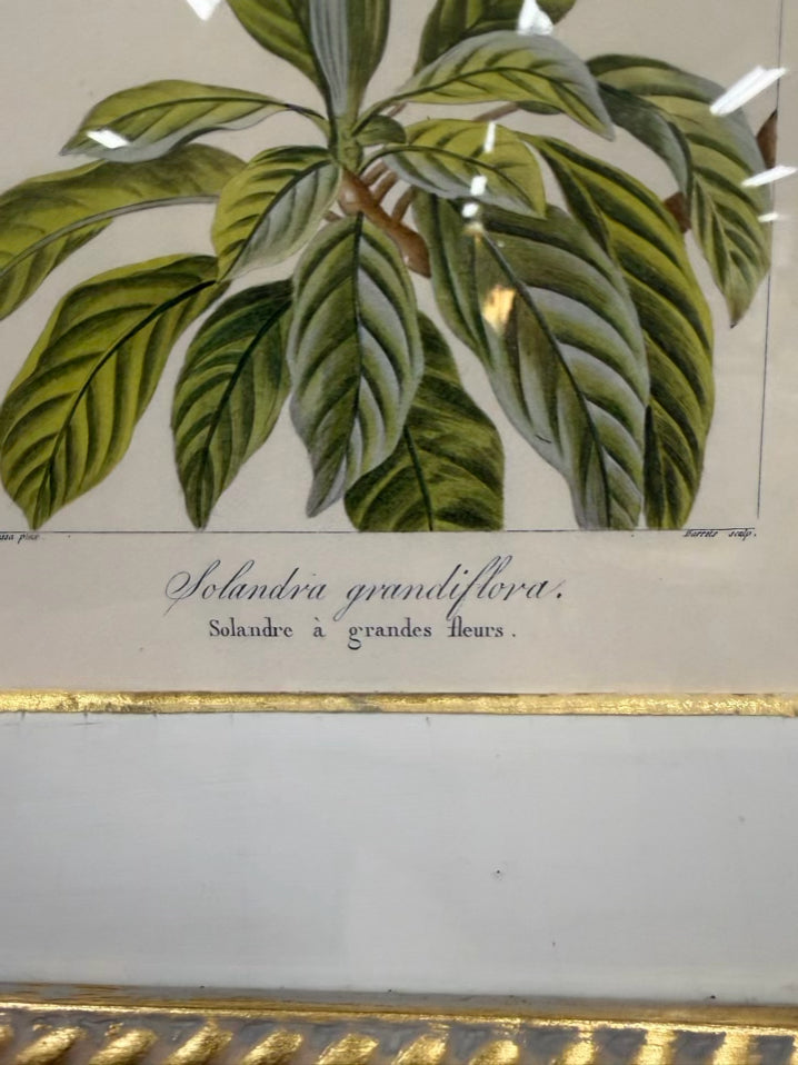 TROWBRIDGE Green & White Flower Botanicals Set Of 6 Framed Prints