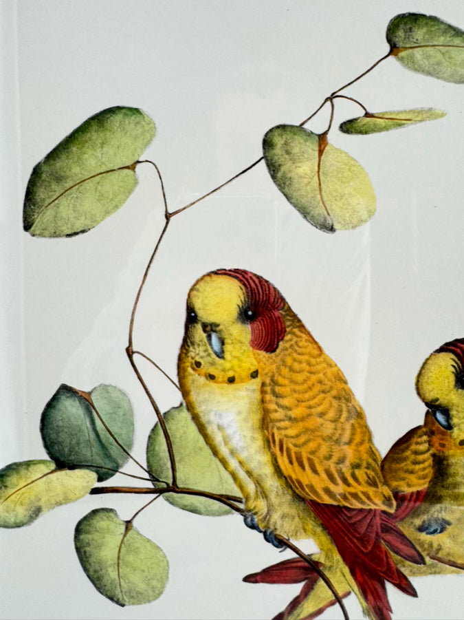 CHELSEA HOUSE KATHLEEN CASSEL Birds Lithograph in Gold Frame