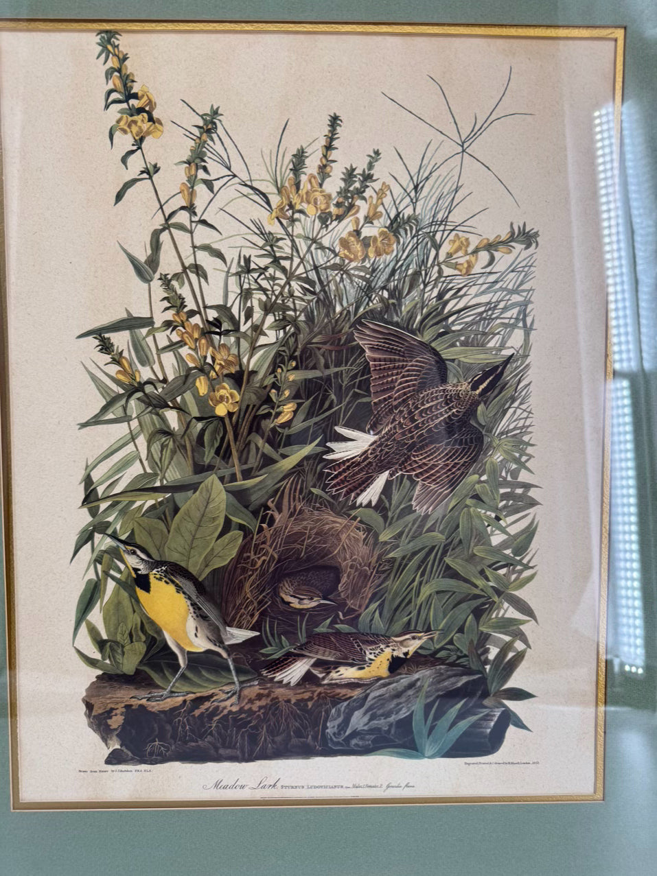 AUDUBON "Meadow Lark" Engraving in Green Mat & Silver Frame