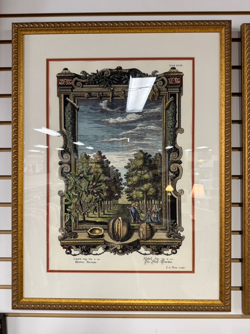 Hortus Nucum Hand-Colored Copper Plate Engraving in Gold Frame