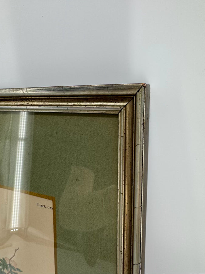 AUDUBON "Yellow Breasted Chat" Engraving in Green Mat & Silver Frame