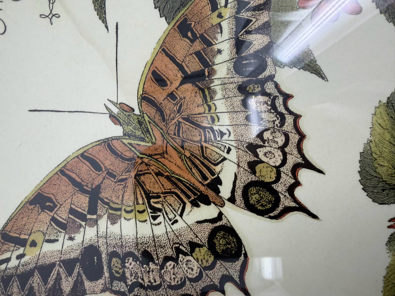 Butterfly Framed Pair Of Prints In Antique Wood Frames