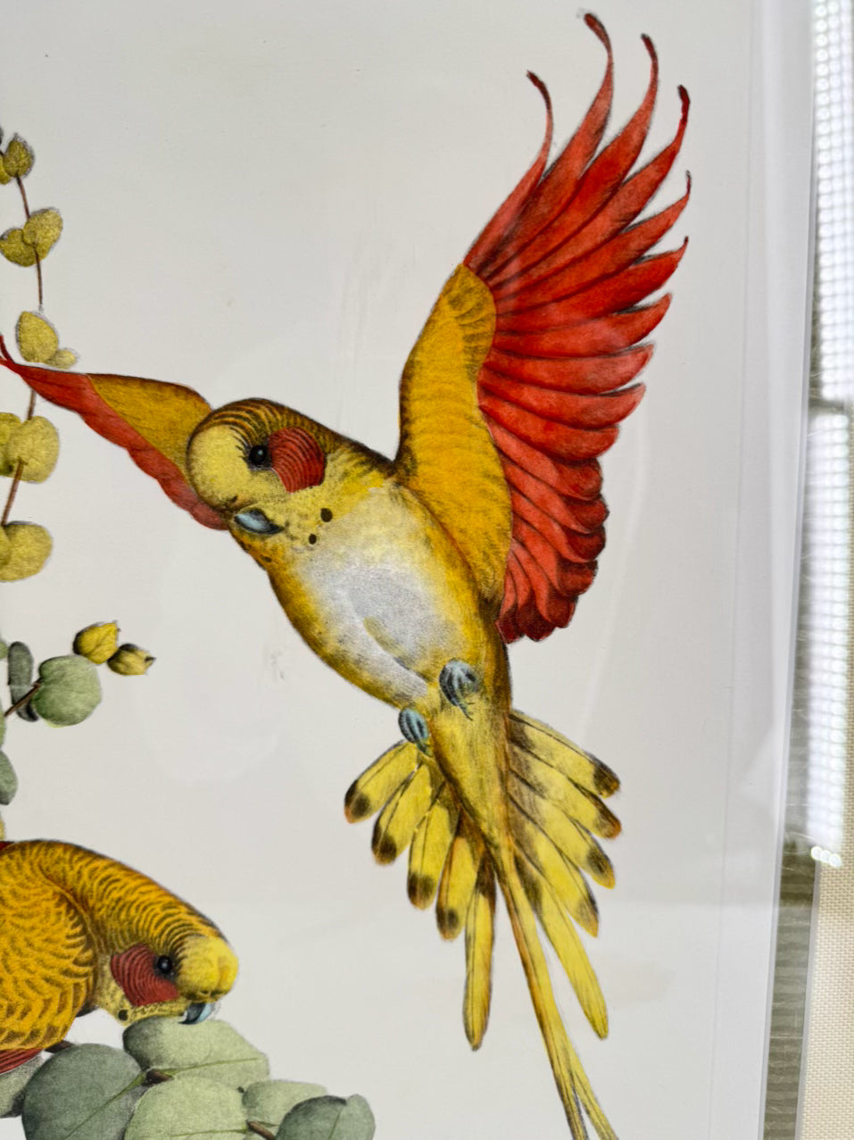 CHELSEA HOUSE KATHLEEN CASSEL Birds Lithograph in Gold Frame