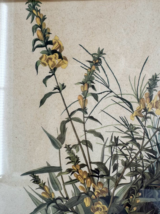 AUDUBON "Meadow Lark" Engraving in Green Mat & Silver Frame