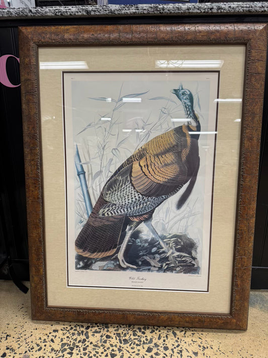 AUDUBON "Wild Turkey" Engraving in Brown Frame
