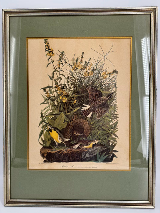 AUDUBON "Meadow Lark" Engraving in Green Mat & Silver Frame