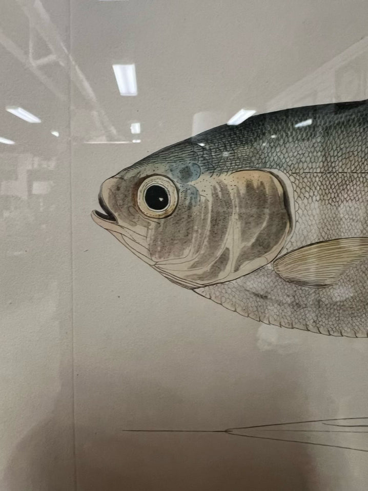 Framed Fish Print in Cream Frame w/ Linen Mat