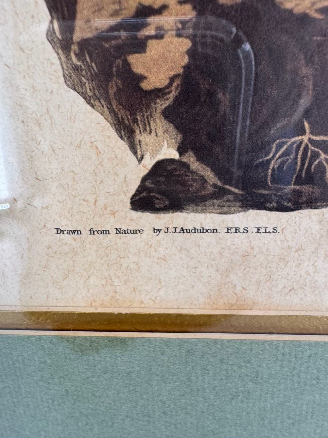 AUDUBON "Meadow Lark" Engraving in Green Mat & Silver Frame