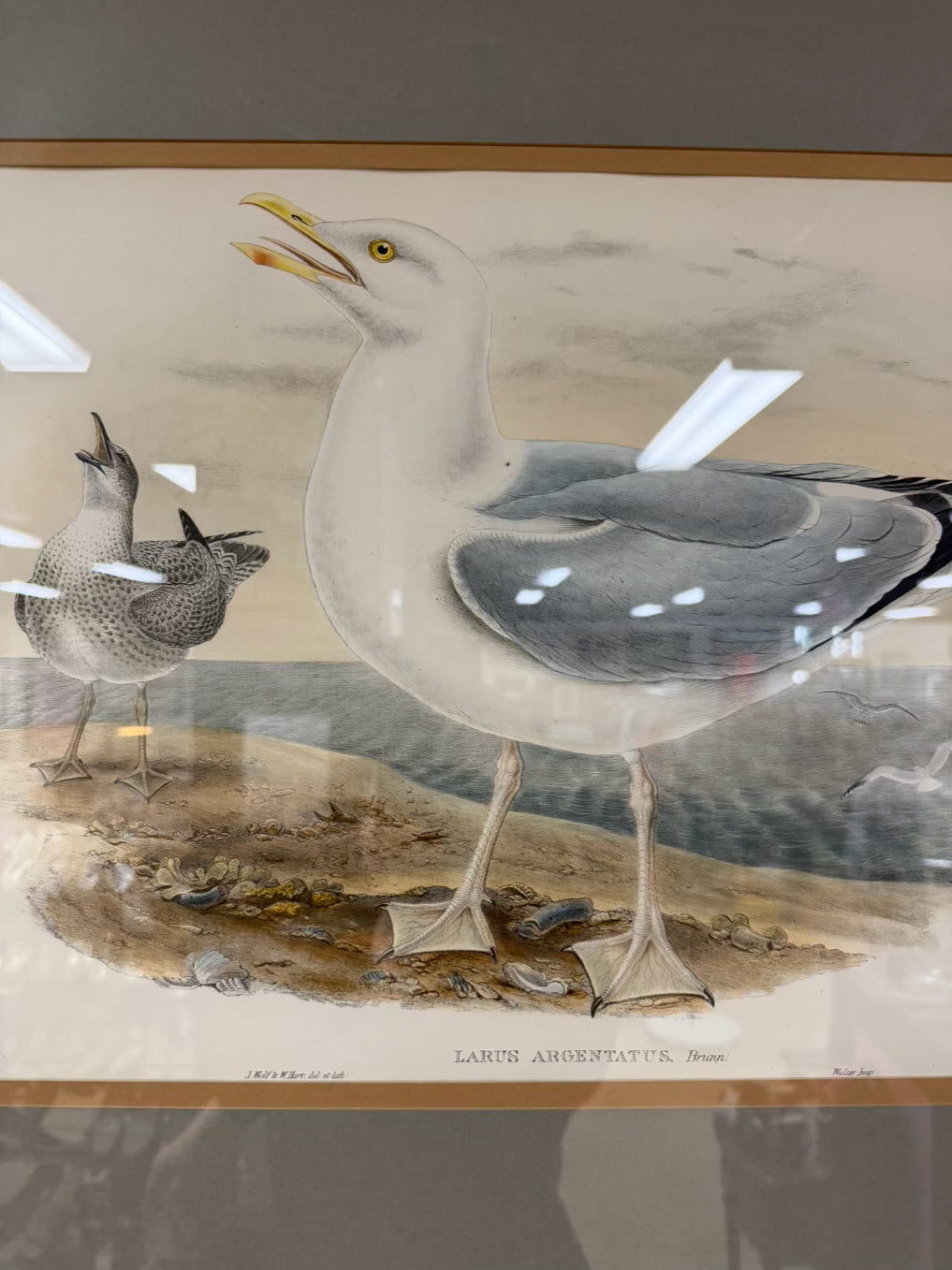 Larus Argentaus Lithograph In Brown Frame w/ Cream Linen Mat