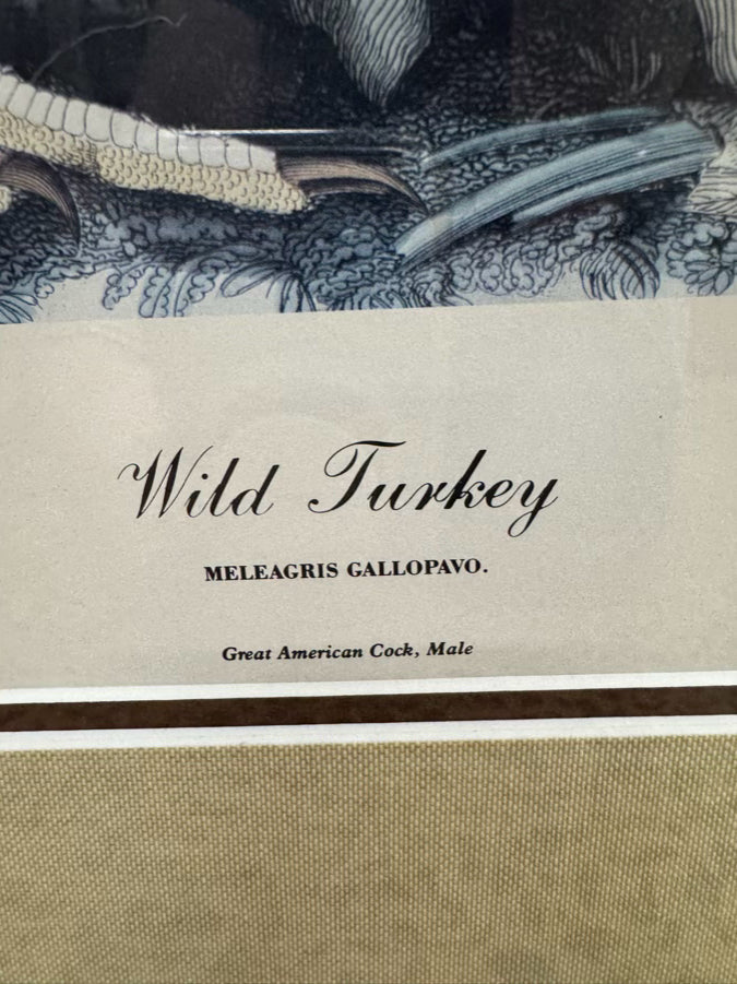 AUDUBON "Wild Turkey" Engraving in Brown Frame