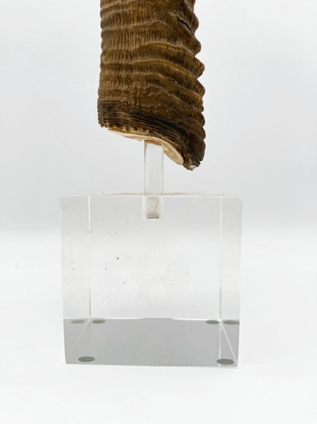 Horn On Clear Lucite Base