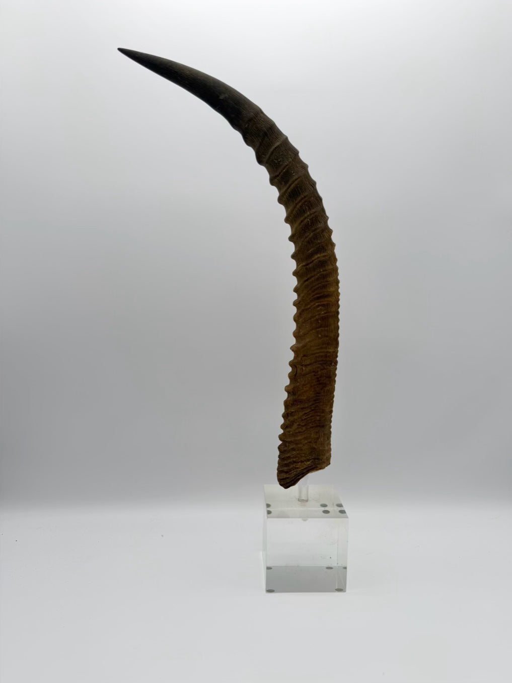 Horn On Clear Lucite Base