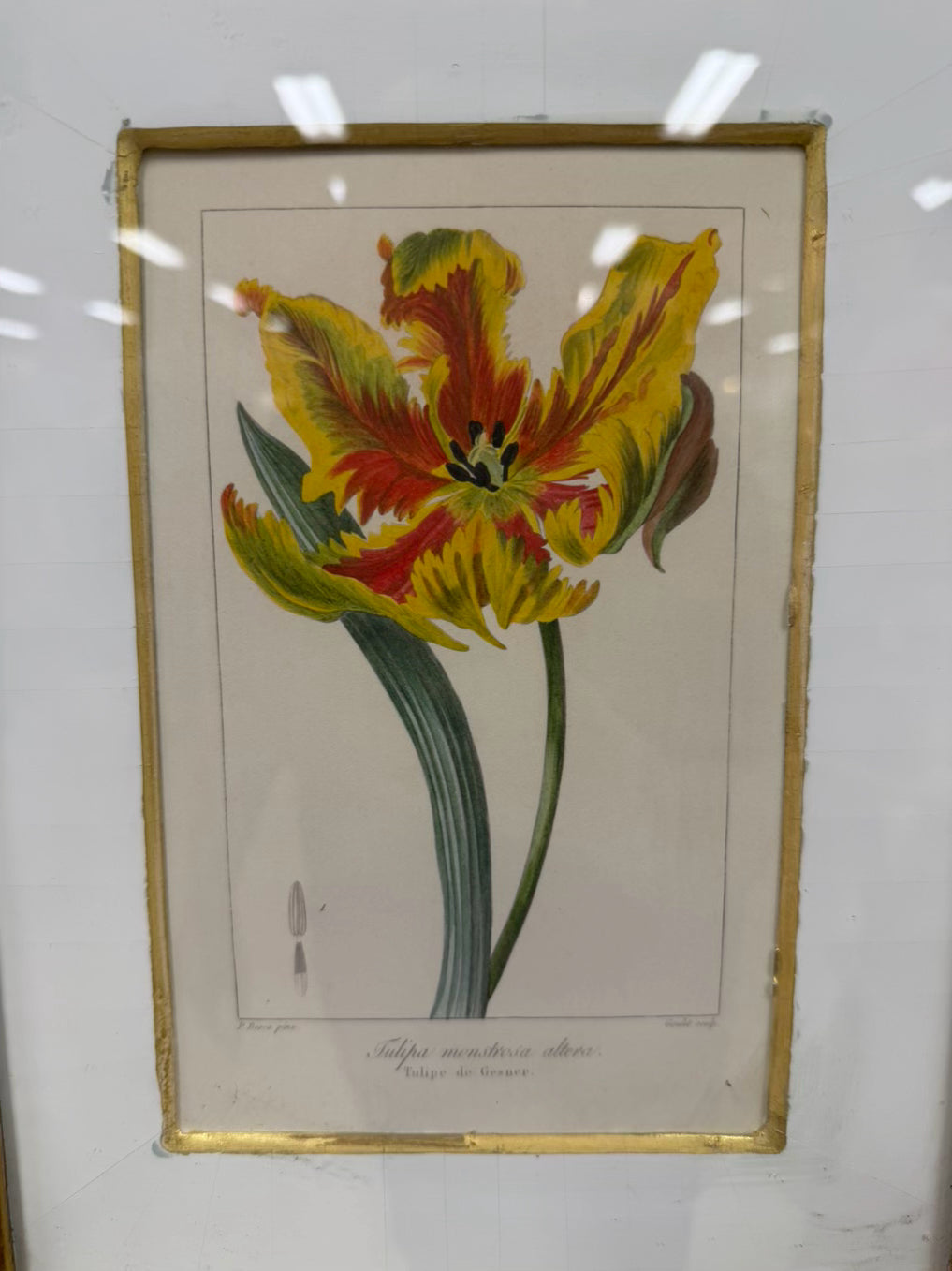 TROWBRIDGE Green & White Flower Botanicals Set Of 6 Framed Prints