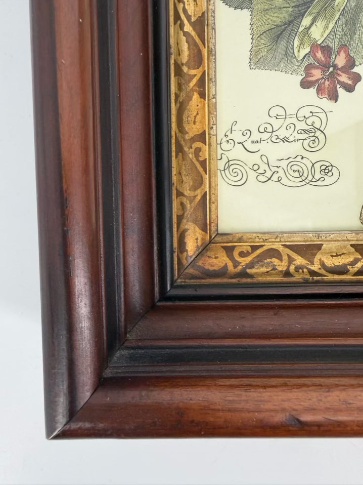 Butterfly Framed Pair Of Prints In Antique Wood Frames