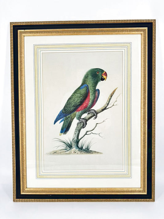 CHELSEA HOUSE SYD EDWARDS Green Parrot Print in Gold & Black Frame