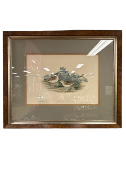 Actodromas Minuta Lithograph In Brown Frame w/ Cream Linen Mat