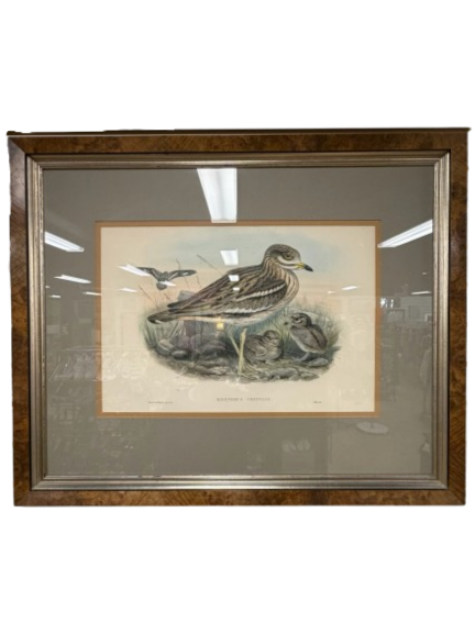 Oedicnemus Crepitans Lithograph In Brown Frame w/ Cream Linen Mat