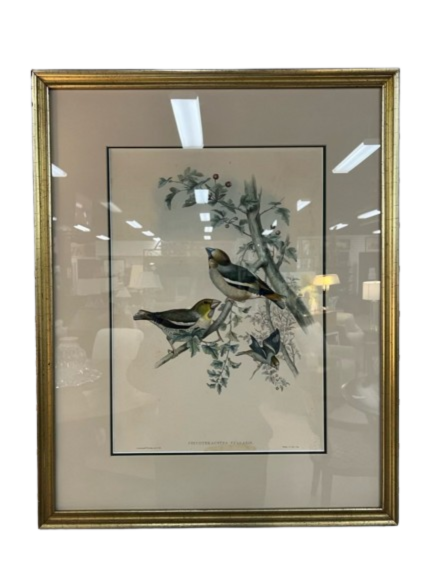 JOHN GOULD Coccothraustes Vulgaris Lithograph in Gold Tone Frame