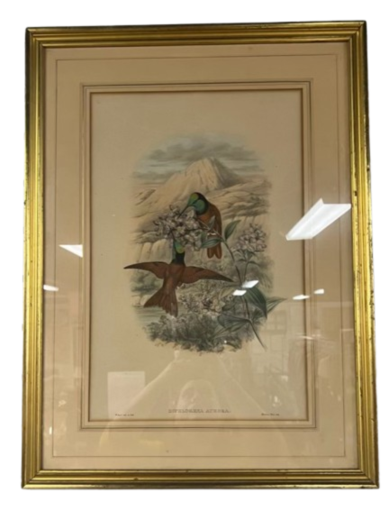 MINTERN BROS. Hummingbirds Lithograph In gold Frame