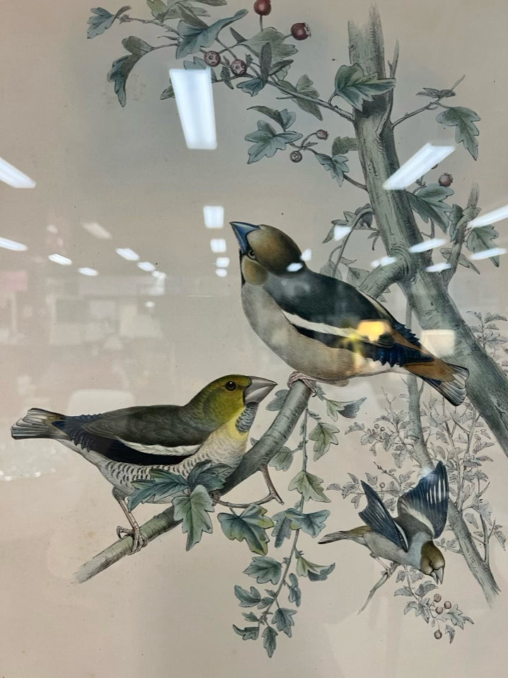 JOHN GOULD Coccothraustes Vulgaris Lithograph in Gold Tone Frame
