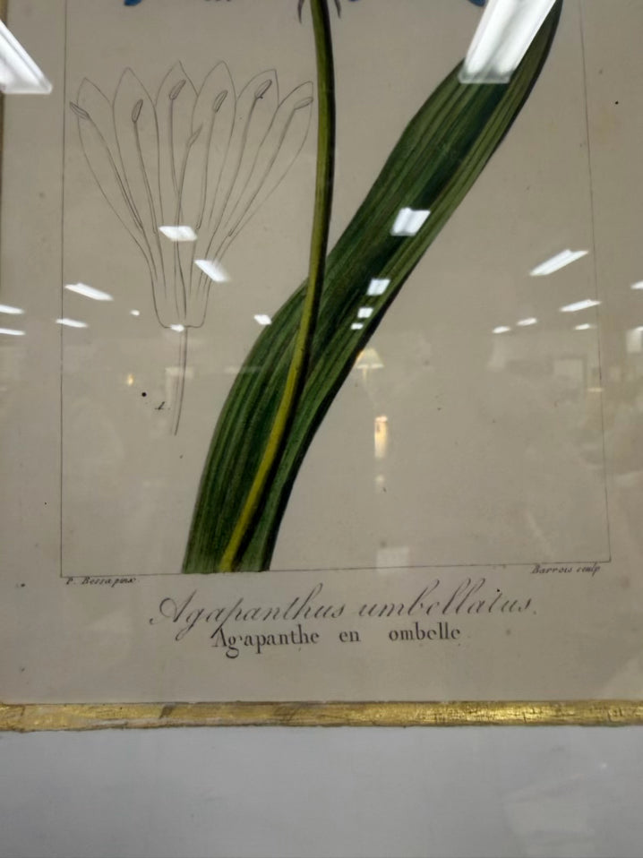 TROWBRIDGE Green & White Flower Botanicals Set Of 6 Framed Prints