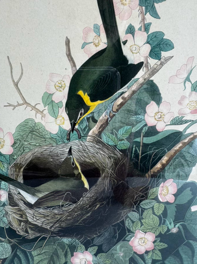 AUDUBON "Yellow Breasted Chat" Engraving in Green Mat & Silver Frame