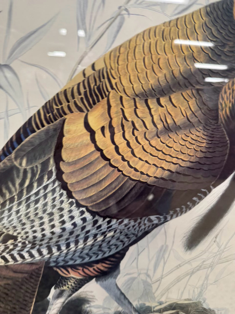 AUDUBON "Wild Turkey" Engraving in Brown Frame