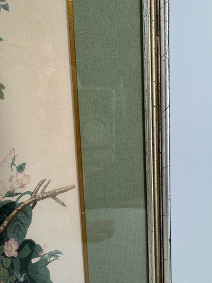 AUDUBON "Yellow Breasted Chat" Engraving in Green Mat & Silver Frame