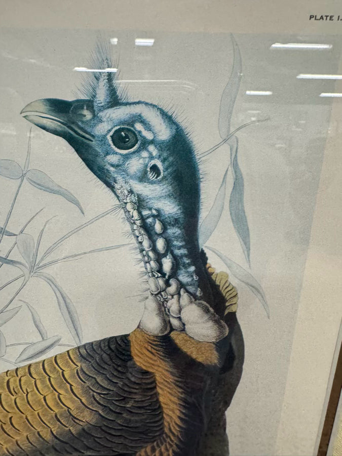 AUDUBON "Wild Turkey" Engraving in Brown Frame