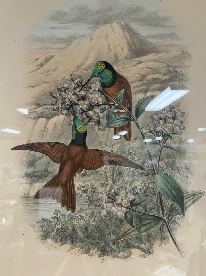 MINTERN BROS. Hummingbirds Lithograph In gold Frame