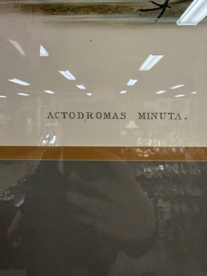 Actodromas Minuta Lithograph In Brown Frame w/ Cream Linen Mat