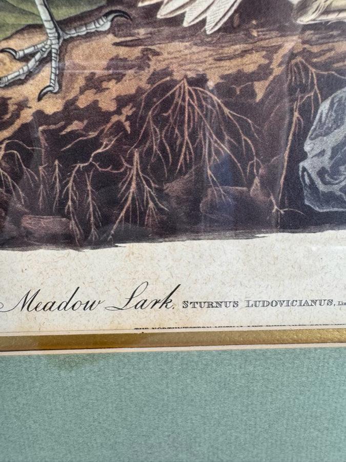 AUDUBON "Meadow Lark" Engraving in Green Mat & Silver Frame