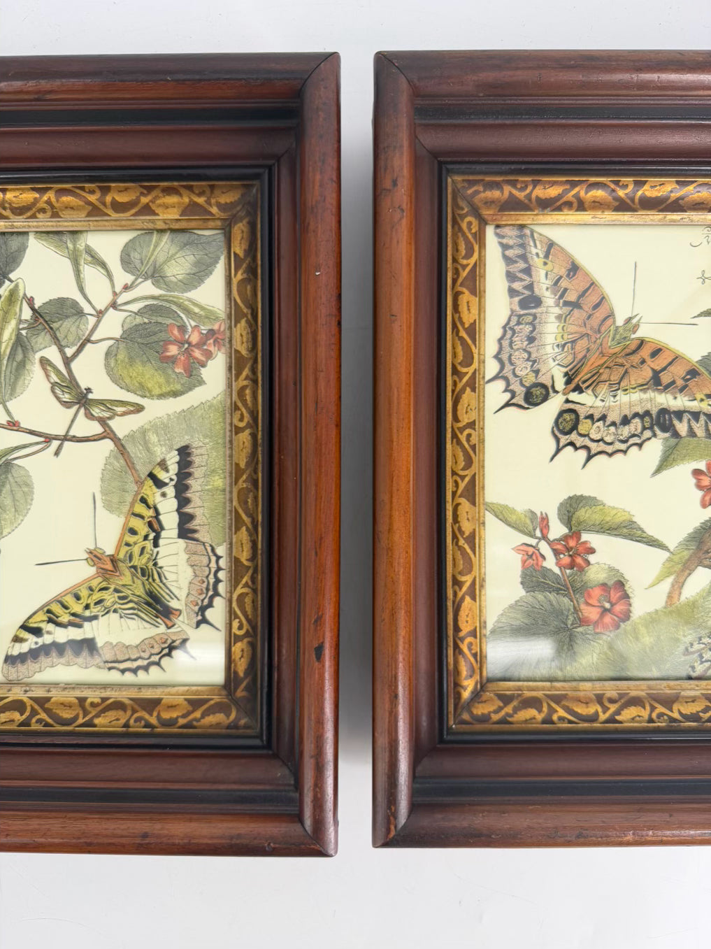Butterfly Framed Pair Of Prints In Antique Wood Frames
