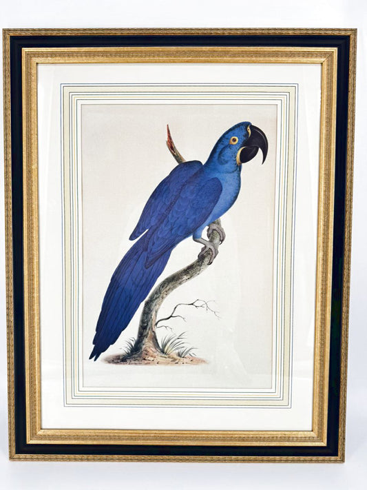 CHELSEA HOUSE SYD EDWARDS Blue Parrot Print in Gold & Black Frame