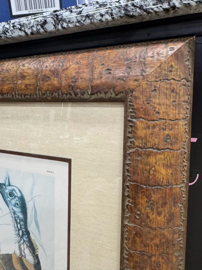 AUDUBON "Wild Turkey" Engraving in Brown Frame