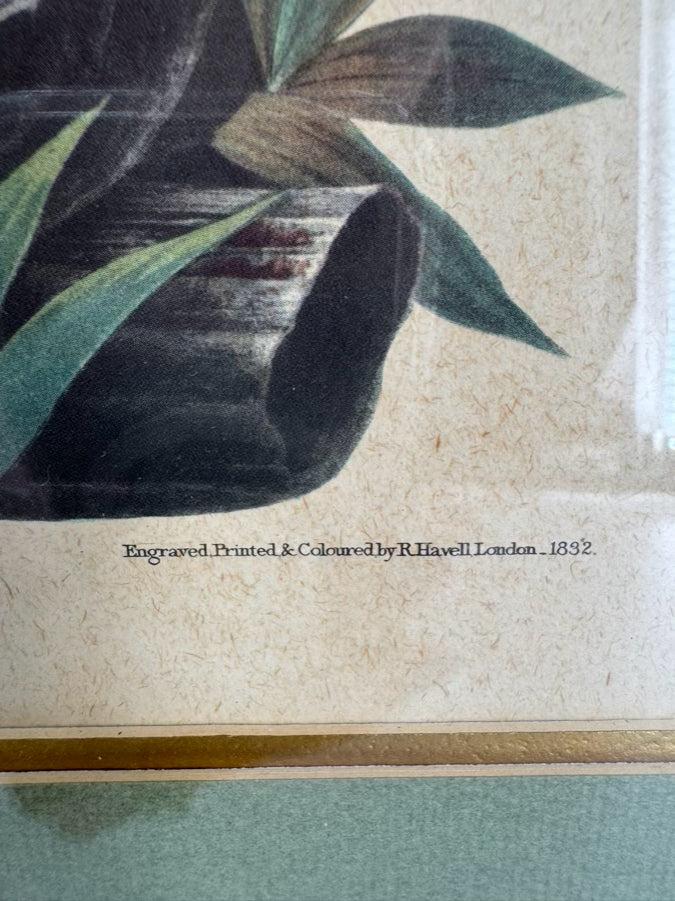 AUDUBON "Meadow Lark" Engraving in Green Mat & Silver Frame