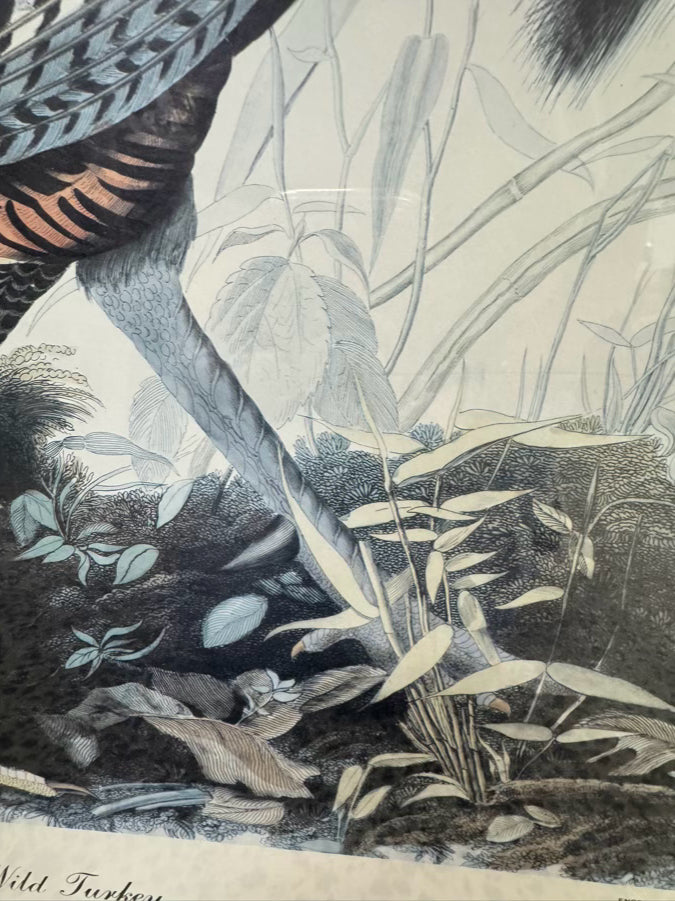 AUDUBON "Wild Turkey" Engraving in Brown Frame