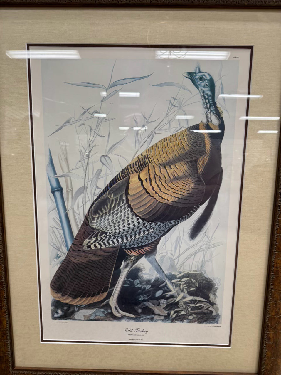 AUDUBON "Wild Turkey" Engraving in Brown Frame