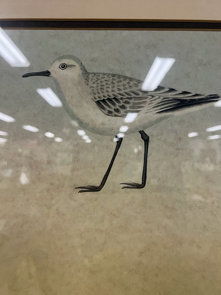D. GROSE Hand Colored Sandpipers Lithograph in Brushed Gold Frame
