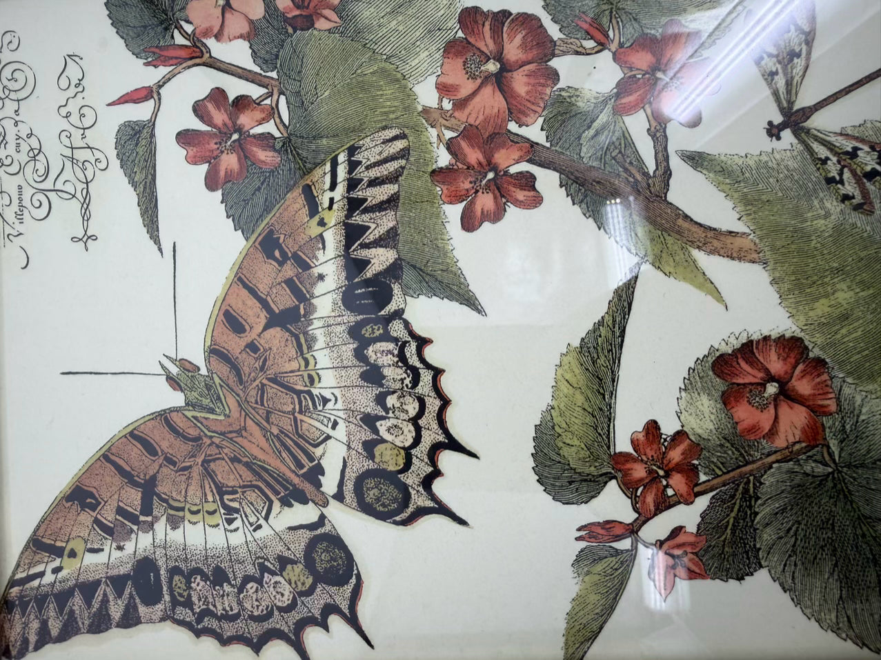 Butterfly Framed Pair Of Prints In Antique Wood Frames