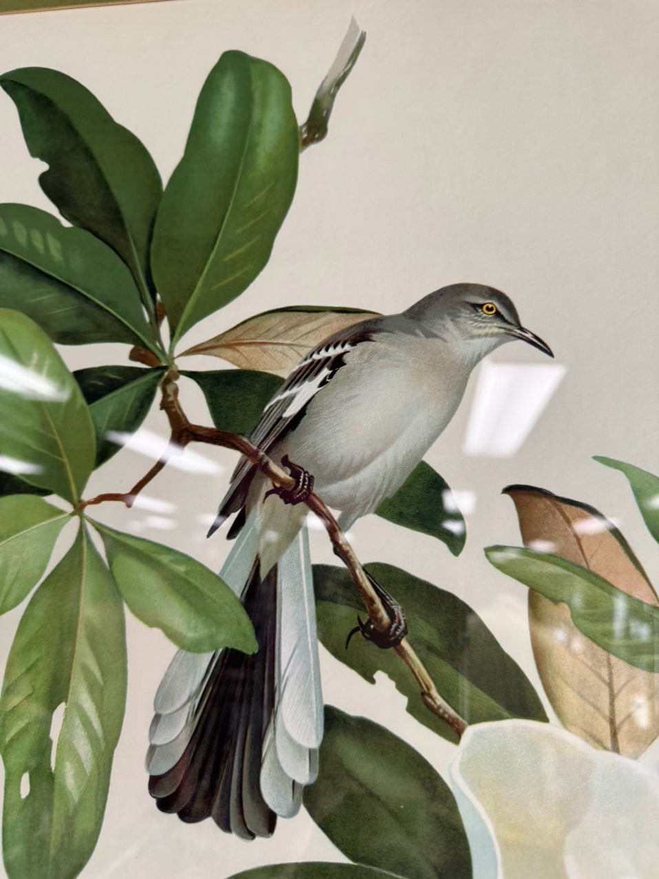 ROGER TORY PETERSON Pair of Birds Paintings in Gold & Wood Frames